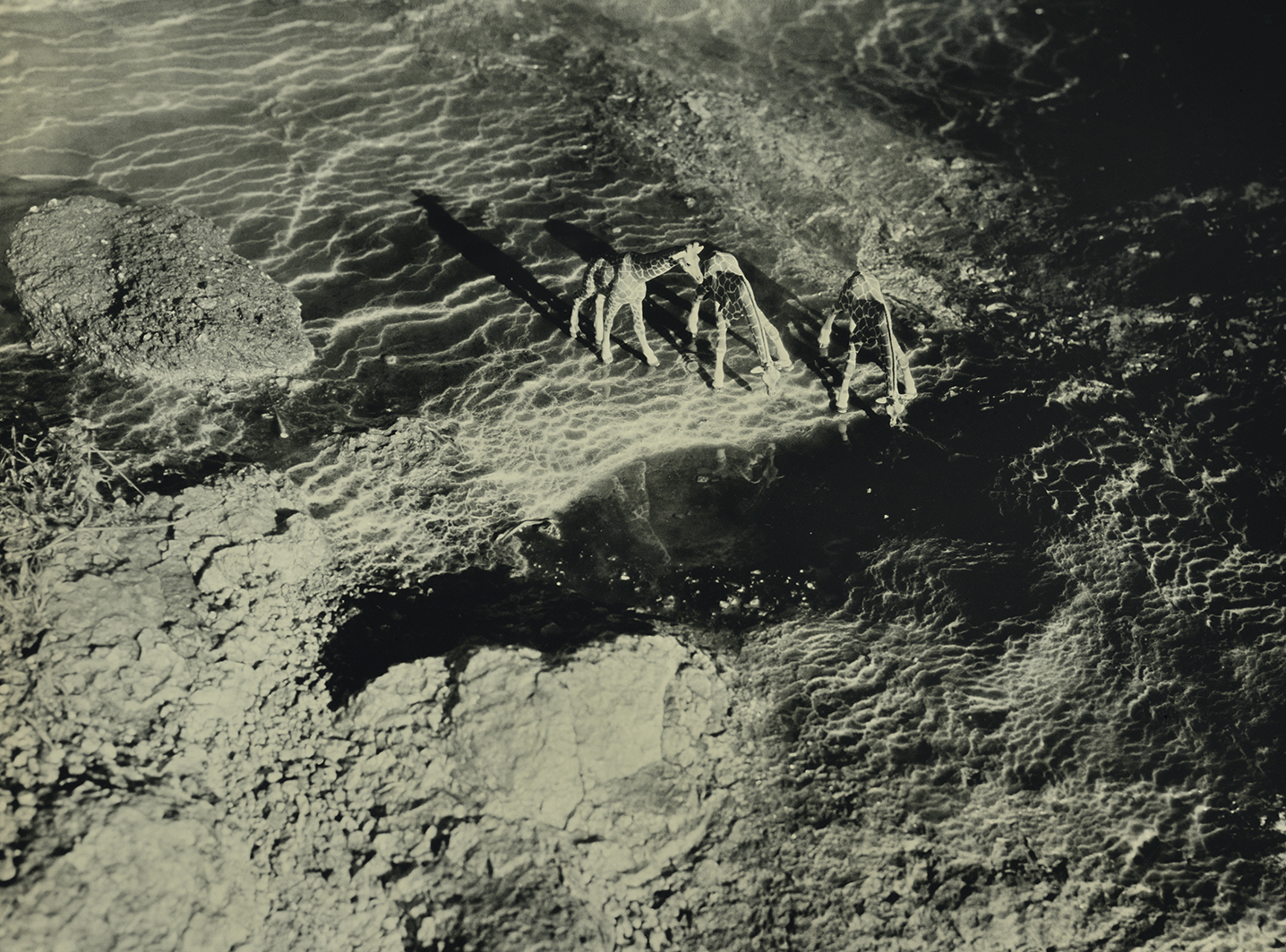 Rothschilds Giraffe Geysir Iceland